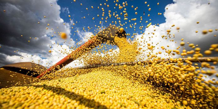 Safra recorde e queda do dólar devem reduzir o preço dos alimentos