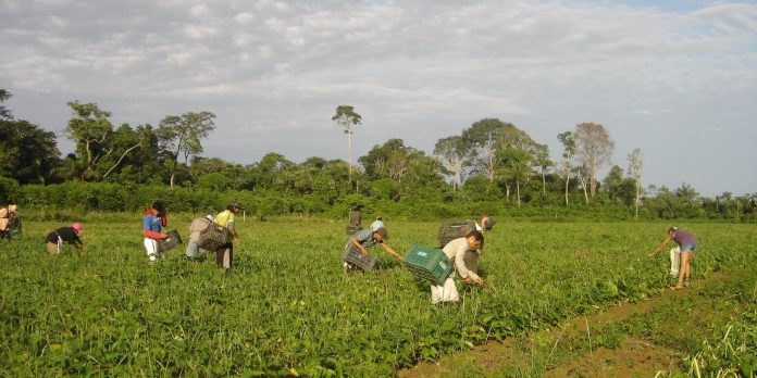 Governo federal lança chamada para aquisição de alimentos