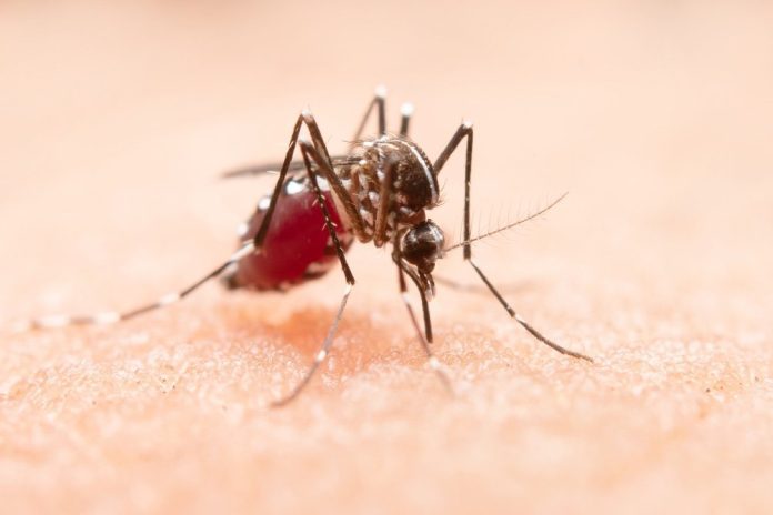 Minas Gerais registra mais de 23 mil casos de dengue em 2025