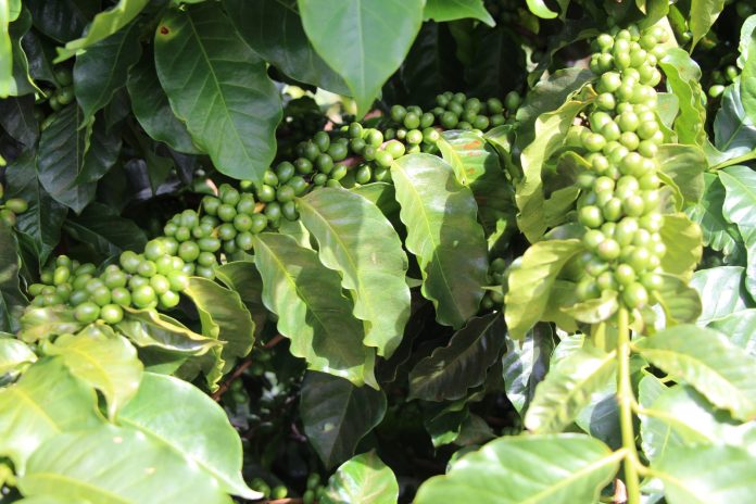 Agência Minas Gerais | Melhoramento genético impulsiona qualidade e produtividade do café de Minas Gerais 