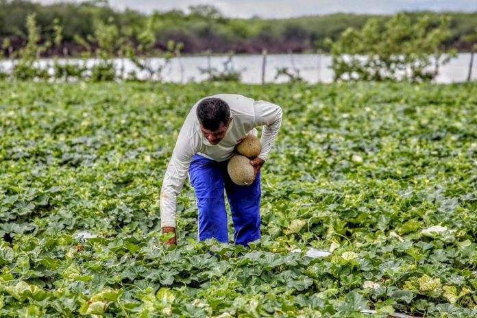200 mil agricultores serão beneficiados pelo Garantia Safra 2024/2025 no Ceará – Brasil de Fato