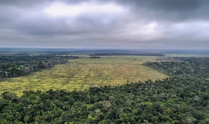 Desmatamento na Amazônia cresce e instituto alerta para necessidade de fiscalização em áreas críticas – Brasil de Fato