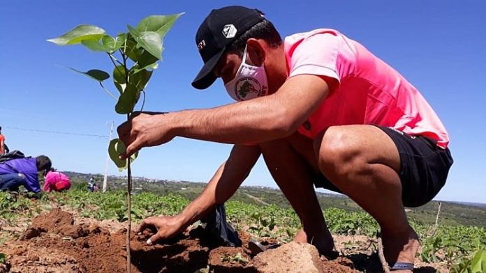 Jornada faz parte da campanha nacional “Plantar Árvores, Produzir Alimentos Saudáveis”, em rede em todas as regiões do país