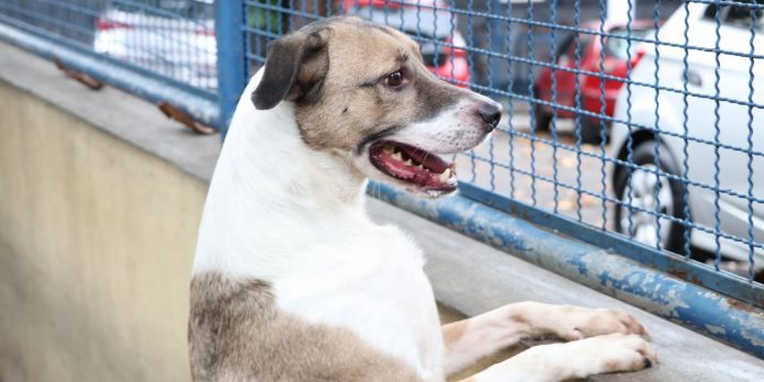 Selo para identificar locais que aceitam pets é lançado no Pará