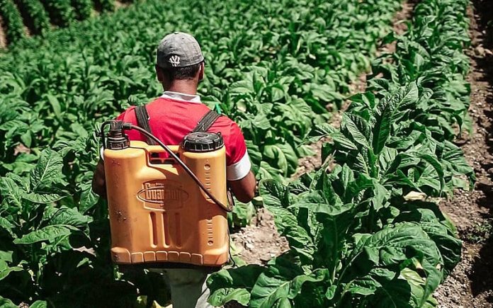 Agrotóxicos em lavouras de fumo causam intoxicação de trabalhadores e poluem rios no interior de SC