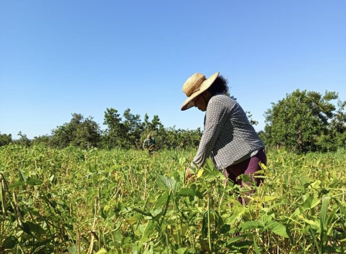 Quintais produtivos fortalecem autonomia de mulheres no campo e impulsiona agroecologia no Distrito Federal