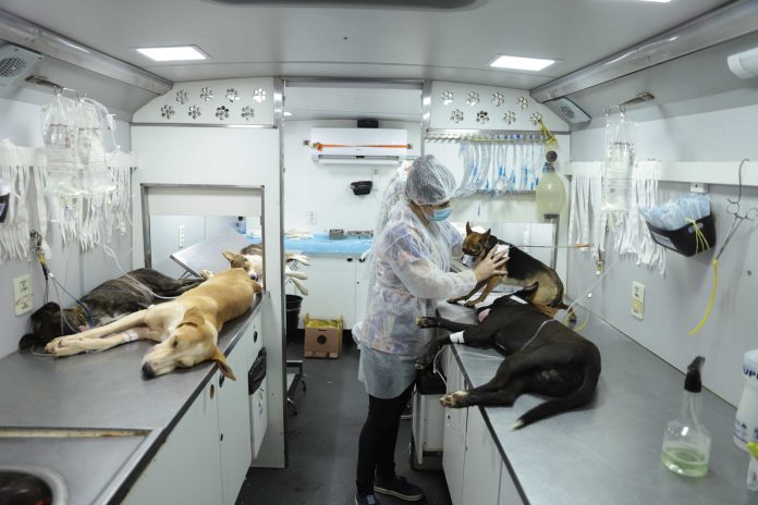 Agência Minas Gerais | Agosto Caramelo marca avanço de programa gratuito do Governo de Minas que já microchipou mais de 270 mil cães e gatos