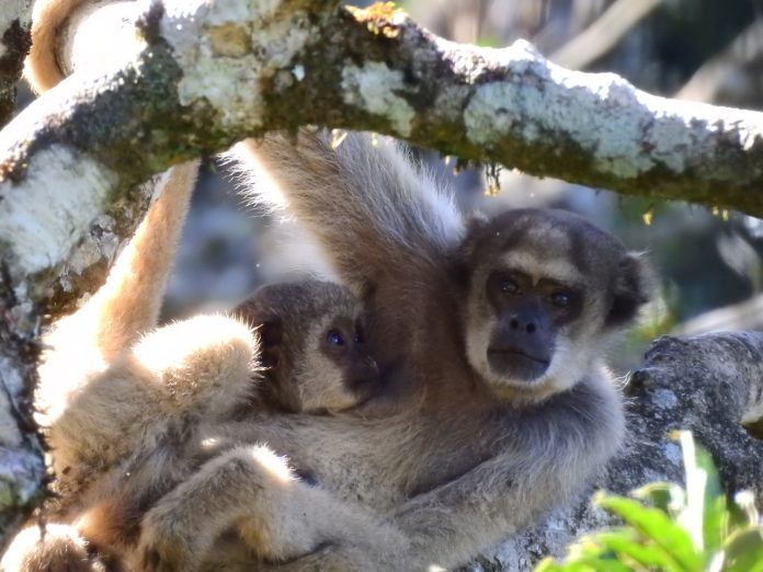 Agência Minas Gerais | Projeto Montanhas dos Muriquis fortalece conservação de primatas ameaçados na Serra do Brigadeiro na Zona da Mata