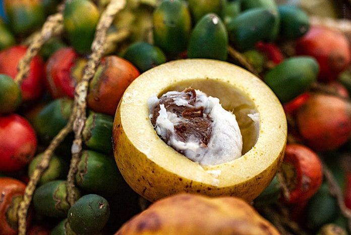 Da floresta para a mesa: delícias e encantos do fruto amazônico bacuri