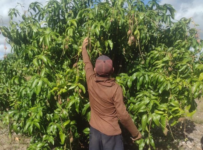 No Vale do São Francisco, assentamentos lutam por água e renda digna em meio à fruticultura bilionária