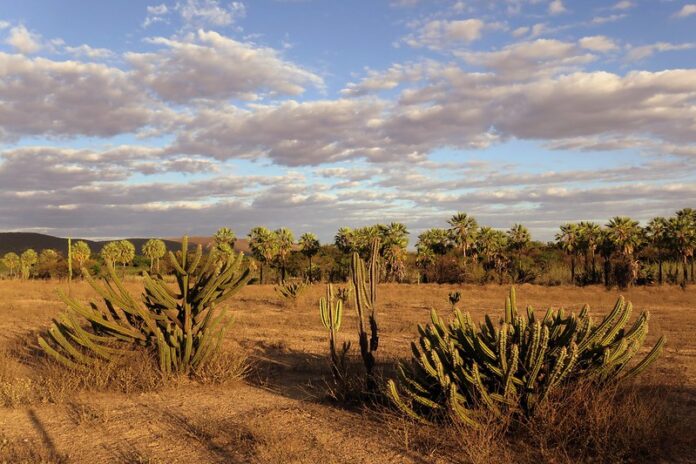 Caatinga é um dos biomas mais eficientes na captura de carbono, mas sofre com avanço da energia renovável