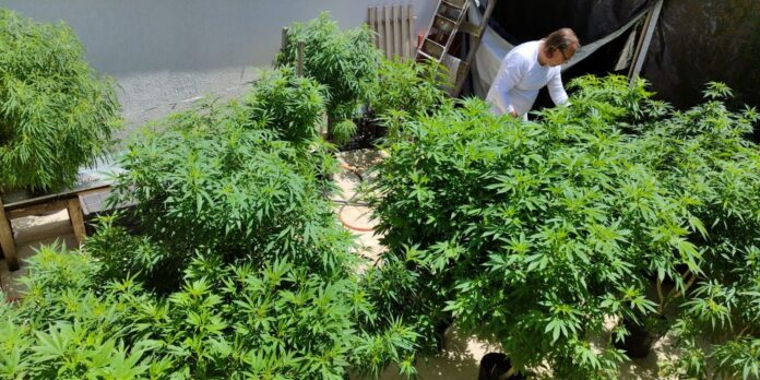 AGU pede mais prazo para regulamentar uso da cannabis medicinal