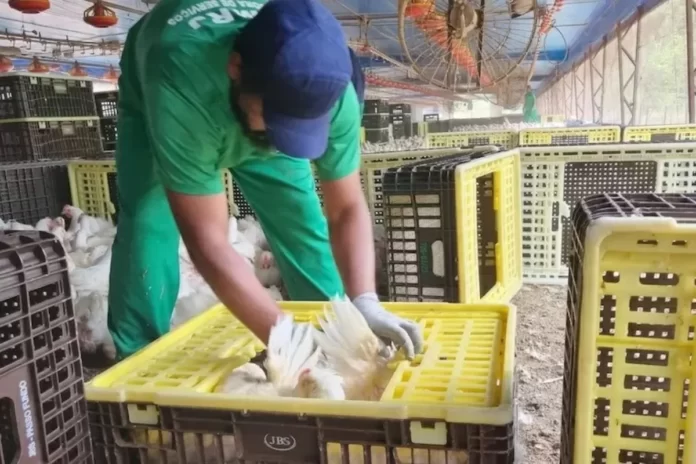 Governo divulga nova Lista Suja do trabalho escravo e JBS Aves fica de fora
