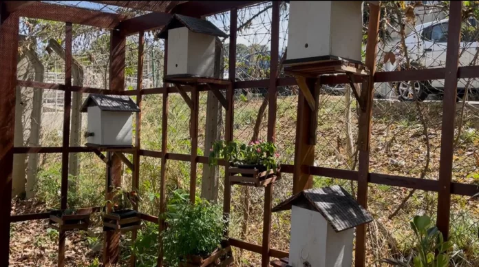 Projeto de criação de abelhas sem ferrão transforma hortas e comunidades em Contagem (MG) — Brasil de Fato