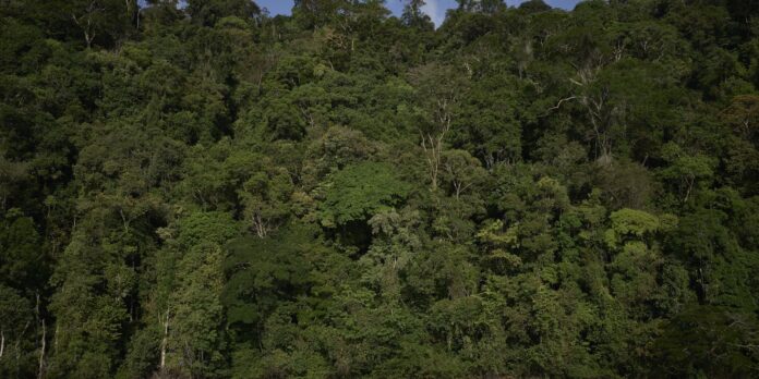 Trilha na Amazônia, com 460 km, será inaugurada na COP30