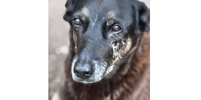 Viva Maria pede justiça pelo cão Orelha