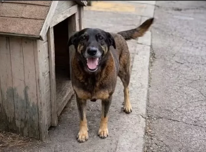 Cão Orelha, que morreu após ser espancado em Florianópolis