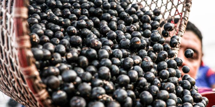 Símbolo paraense, açaí possui diversos benefícios à saúde