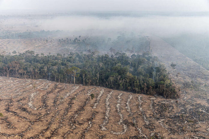 Desmatamento e queimada próxima à Floresta Nacional Bom Futuro, em Porto Velho, Rondônia
