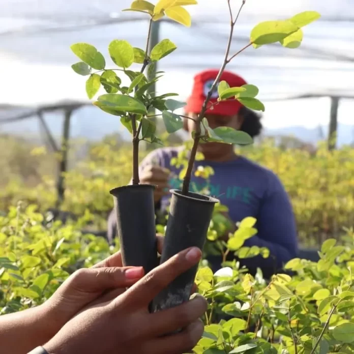 ‘Votar pelo projeto que busca enfrentar a crise ambiental’: MST começa mutirão com plantio de árvores e mobilização para as eleições