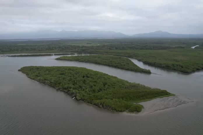 Aumento das temperaturas faz manguezais emitirem mais metano, gás superior em danos ao carbônico, aponta pesquisa da USP